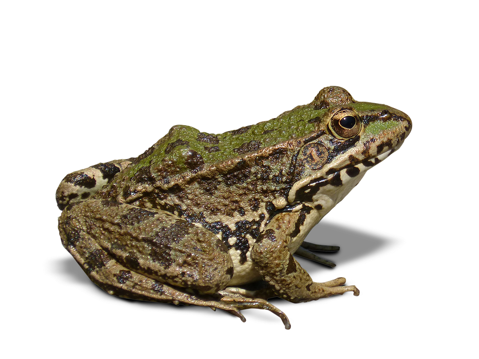 Frog